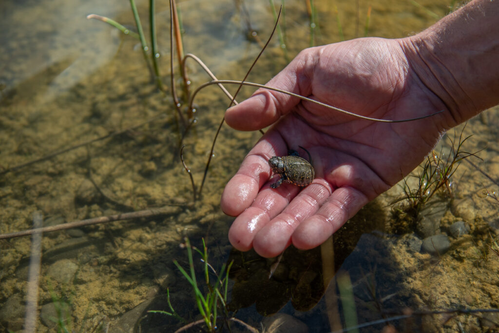 Junge Europäische Sumpfschildkröte in einer Hand