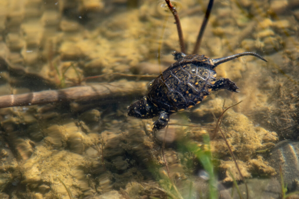 Junge Europäische Sumpfschildkröte schwimmt im Wasser