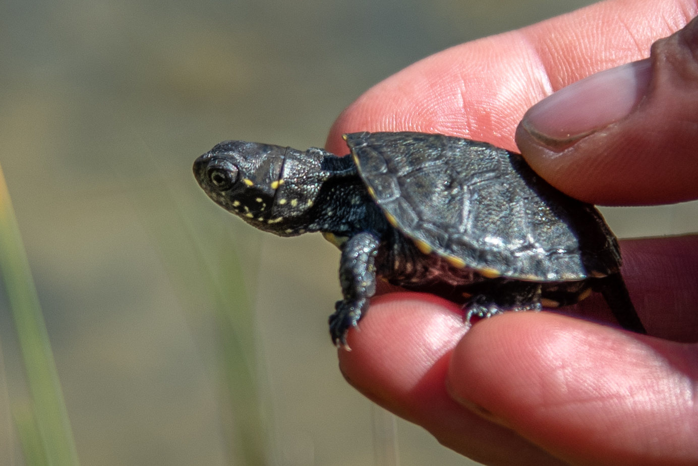 Ein junge Europäische Sumpfschildkröte in einer Hand