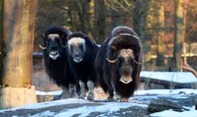 Nahaufnahme von einem Moschusochsen