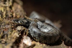 Ringelnatter kriecht über den Boden