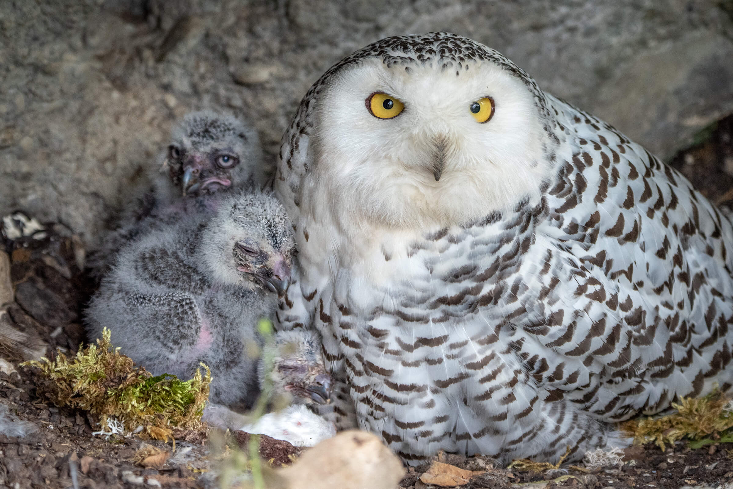 Ausgewachsene Schneeeule sitzt mit drei Jungtieren im Nest
