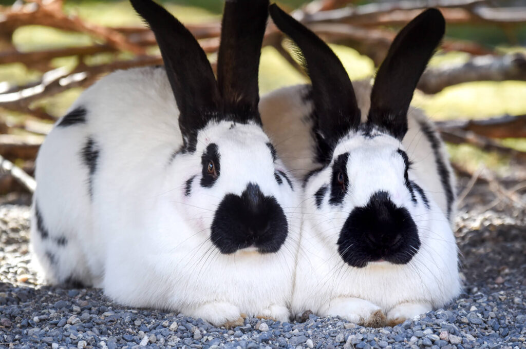 Zwei Kaninchen schauen in die Kamera
