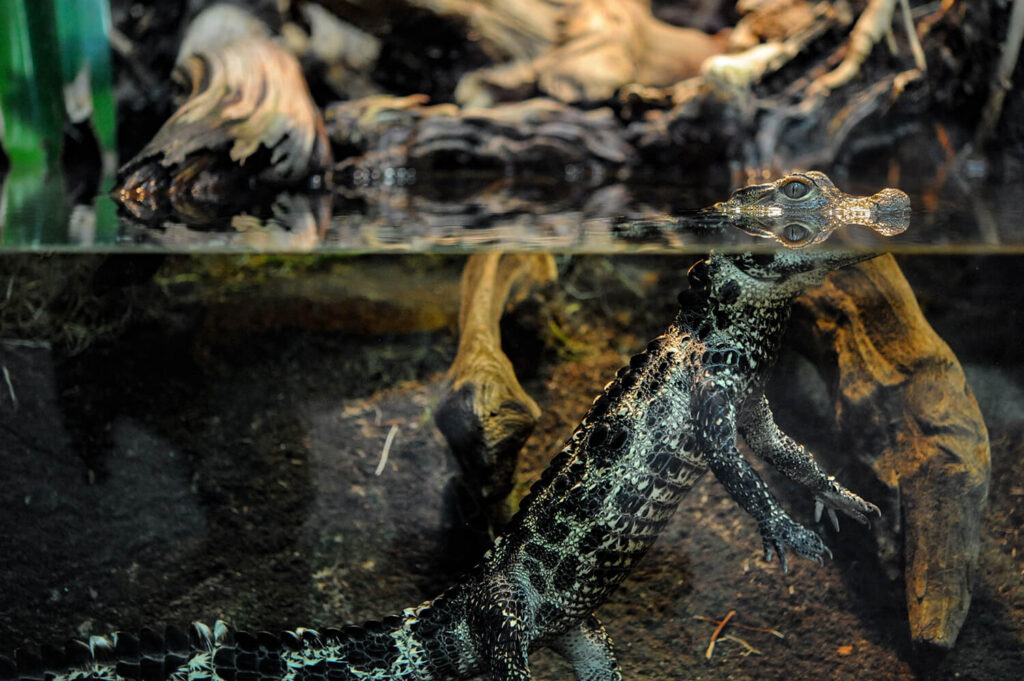 Stumpfkrokodil schaut durch die Scheibe eines Aquariums