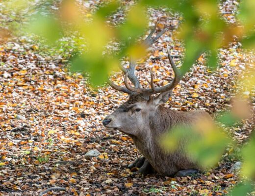 Nahaufnahme von Rothirschen