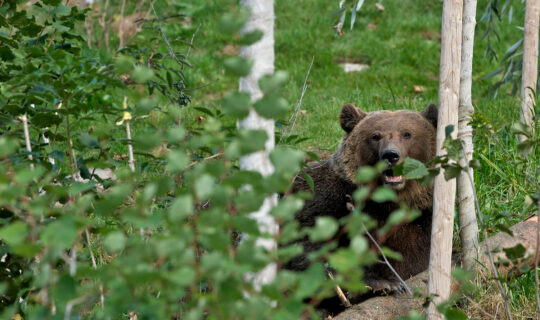 Bär versteckt sich im Gebüsch