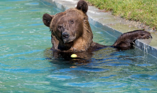 Bär schwimmt im Wasser und schaut in die Kamera