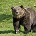 Bär auf einer Wiese