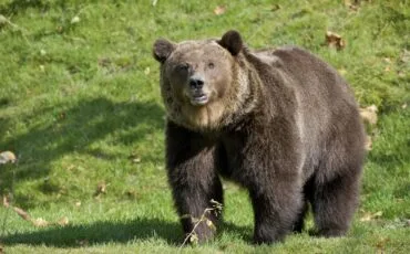 Bär auf einer Wiese