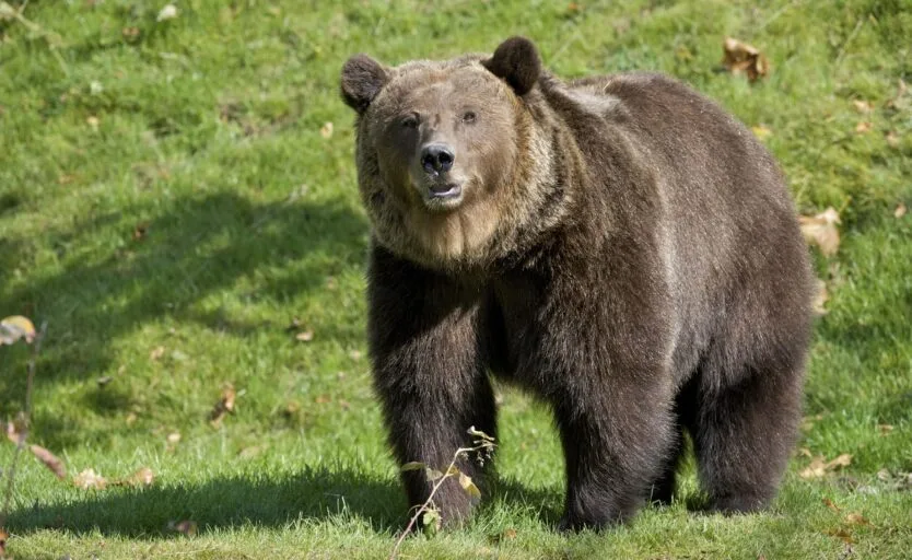 Bär auf einer Wiese