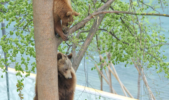 "Ursina" and "Björk" climbing a tree in the BearPark (2011)