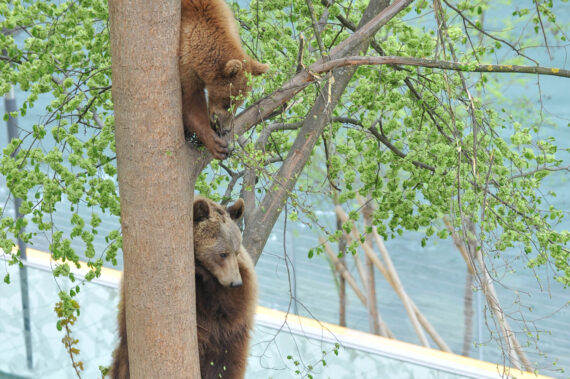 Ursina und Björk klettern auf einen Baum im BärenPark (2011)