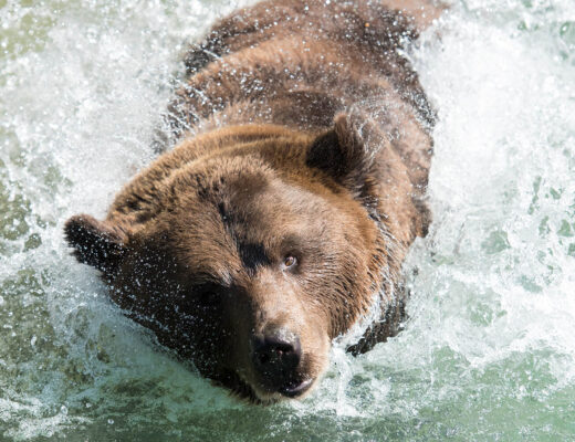Bär schwimmt im Wasser
