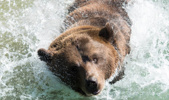 Bär schwimmt im Wasser