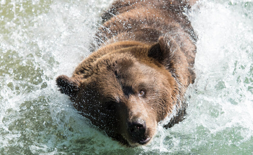 Bär schwimmt im Wasser