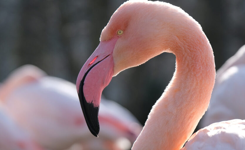 Flamingo hält seinen Kopf in die Sonne