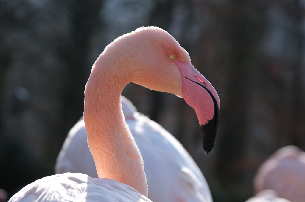 Flamingo hält seinen Kopf in die Sonne