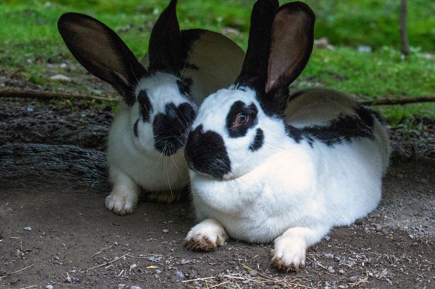 Zwei Kaninchen liegen auf Erde und schauen in die Kamera