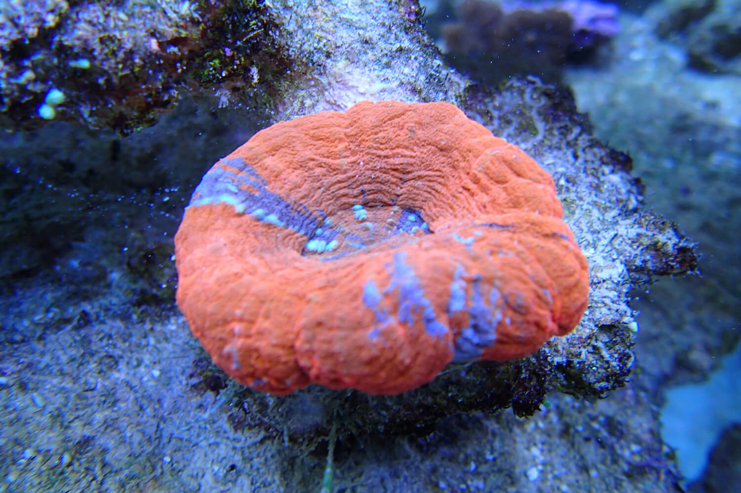 Koralle im Wasser