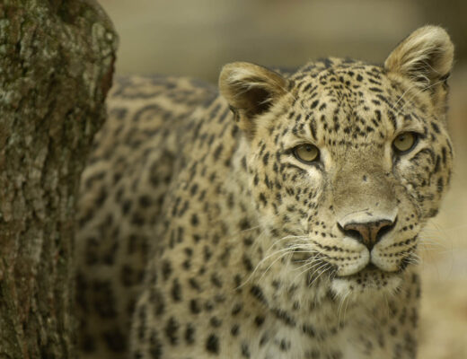 Ein Leopard schaut direkt in die Kamera