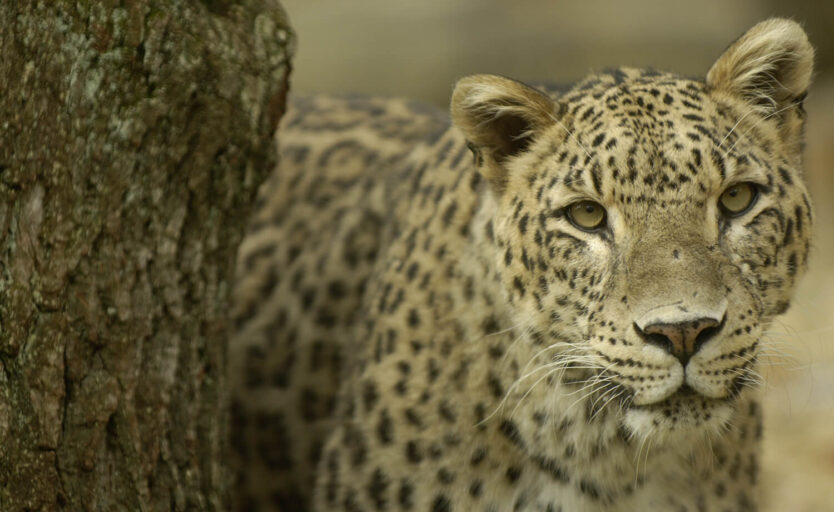 Ein Leopard schaut direkt in die Kamera
