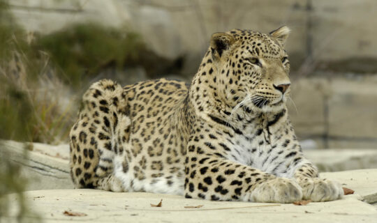 Nahaufnahme von einem Persischen Leoparden