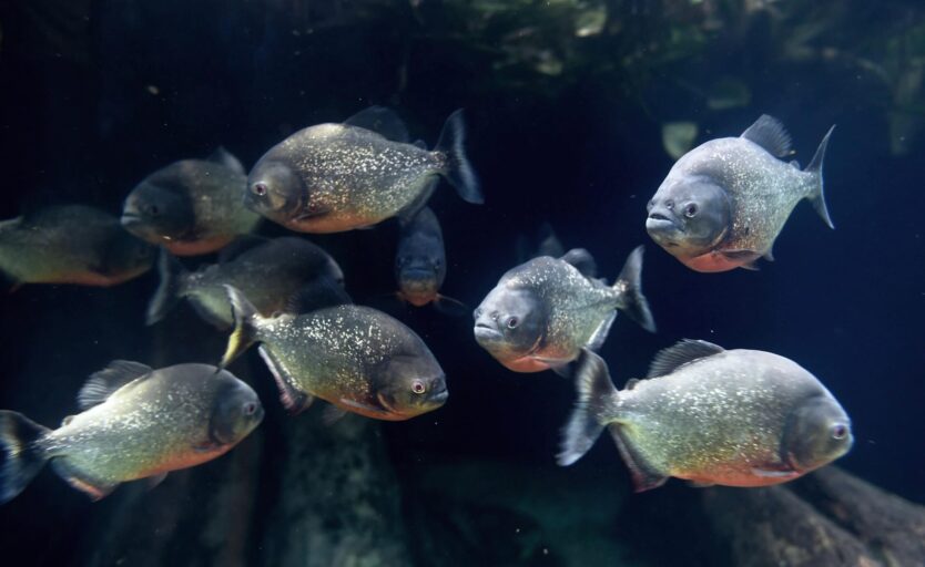 Piranhaschwarm im Aquarium