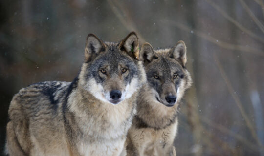 Zwei Wölfe schauen in die Kamera