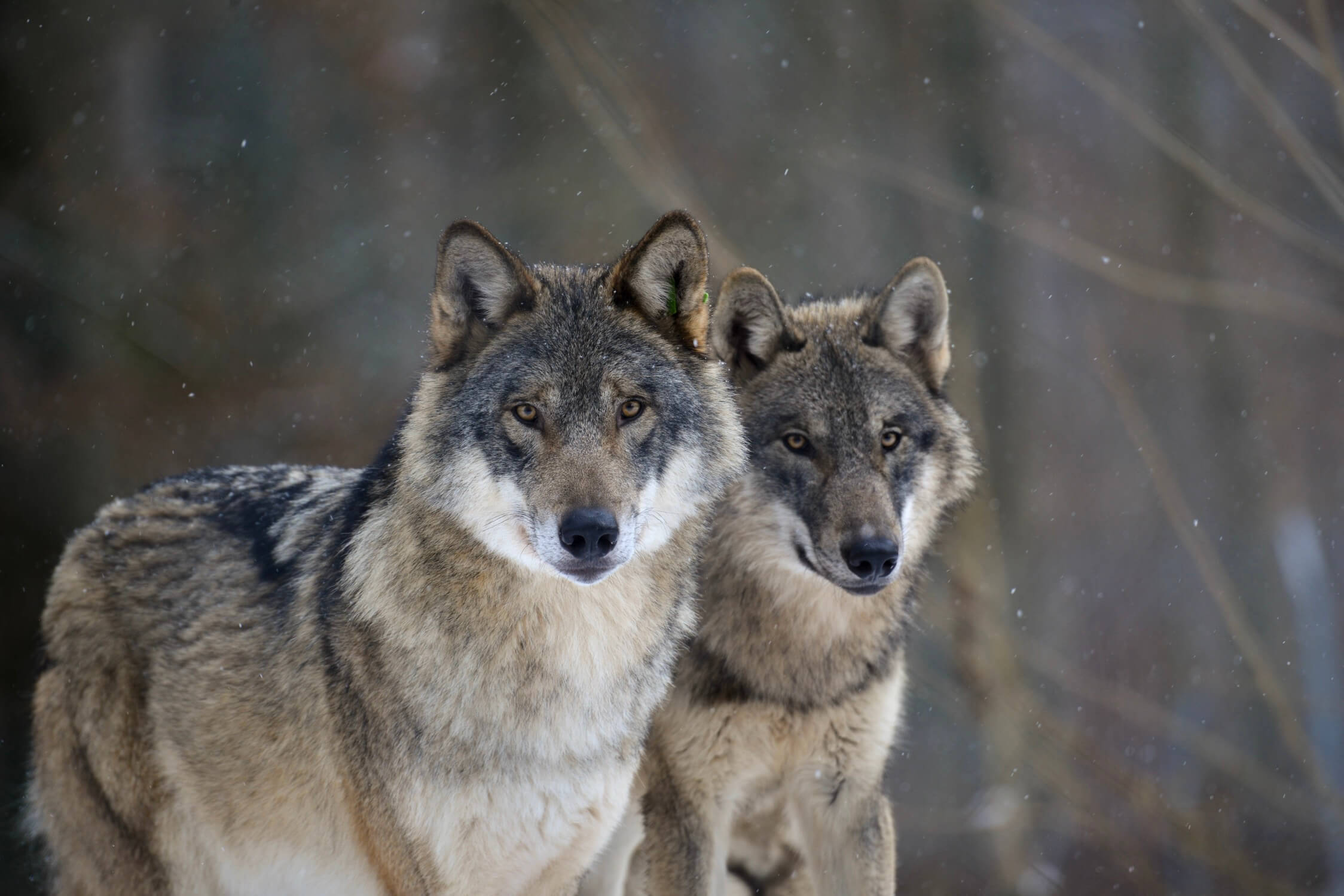 Zwei Wölfe schauen in die Kamera