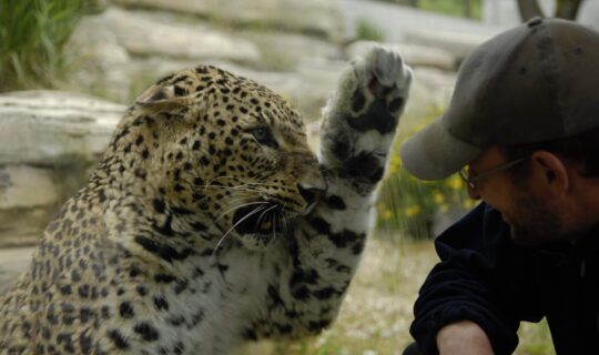 Nahaufnahme von einem Persischen Leoparden