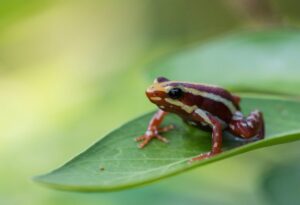 Dreistreifen-Baumsteigerfrosch sitzt auf einem Blatt