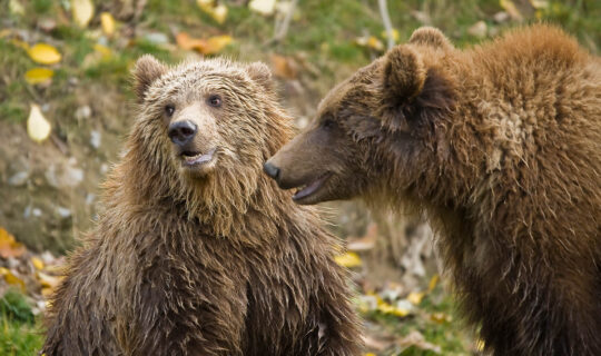 Zwei Bären mit nassem Fell