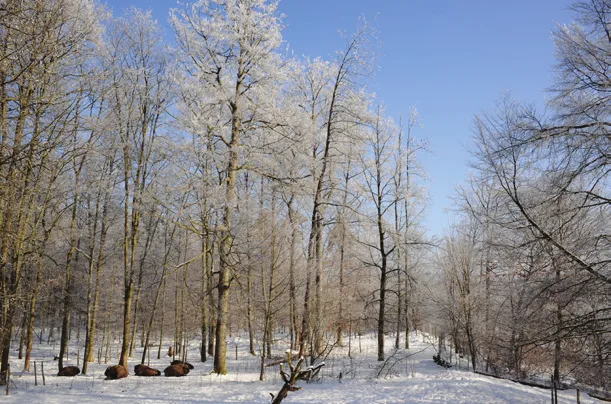 2008 – Wisentwald