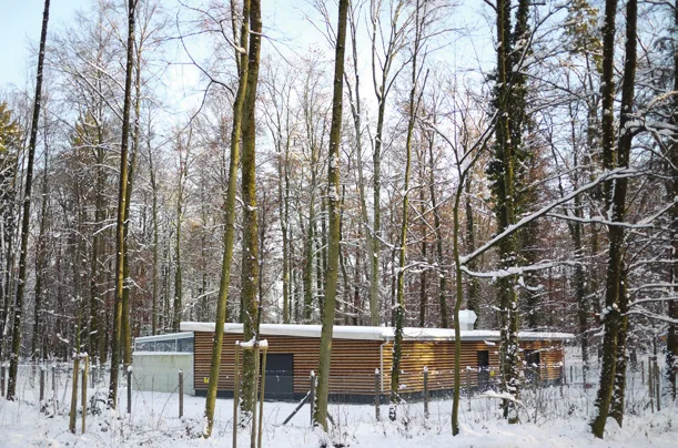 2010 – Quarantäne im Dählhölzliwald