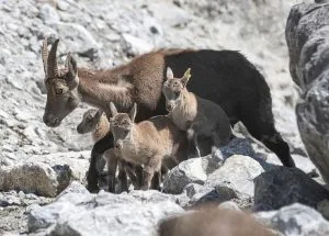 3 junge Steinböcke mit der Mutter schauen in die Kamera