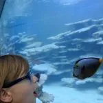 Ein Kind beobachtet staunend einen Fisch