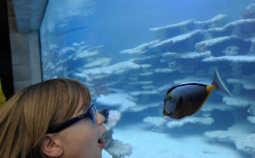 Ein Kind beobachtet staunend einen Fisch