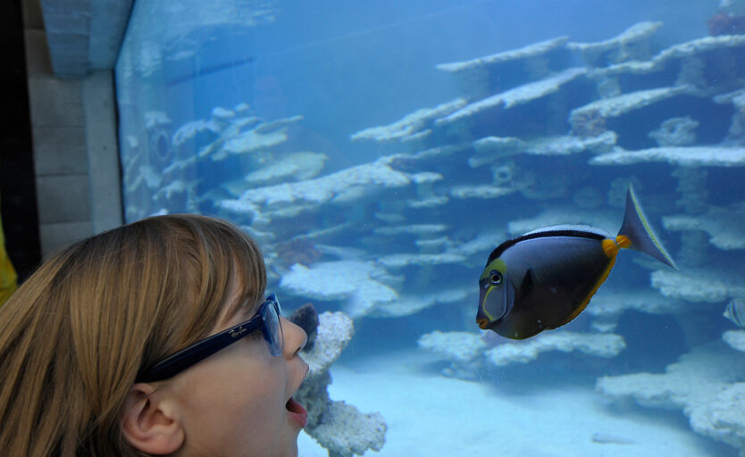 Ein Kind beobachtet staunend einen Fisch