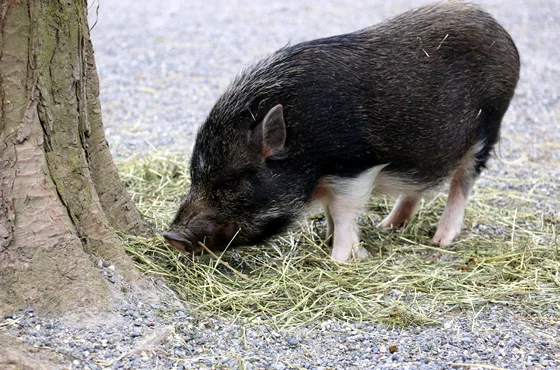 1991 – Erweiterungen des Kinderzoo