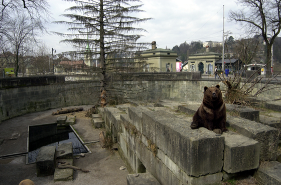 Bär sitzt auf einem Stein