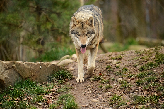 2013 – Wolfsanlage