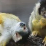 uebernachten-im-tierpark-bern