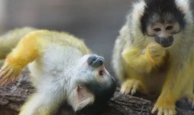 uebernachten-im-tierpark-bern