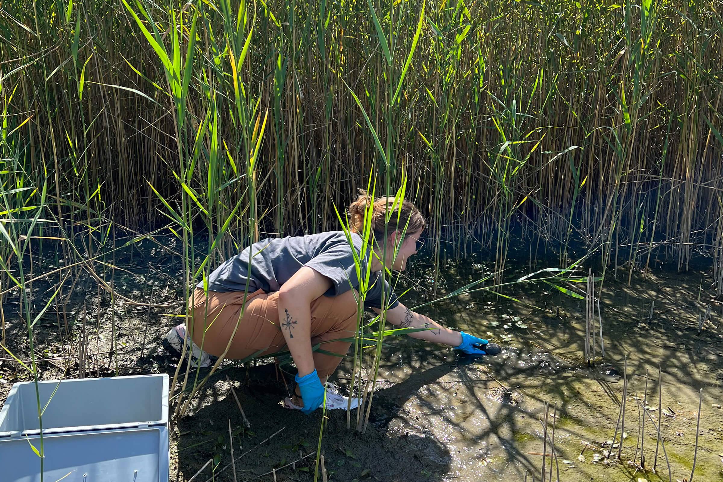 Tierpflegerin setzt eine Europäische Sumpfschildkröte ins Wasser