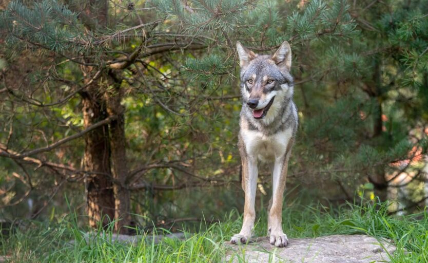 Wolf steht auf einem Stein im Wald