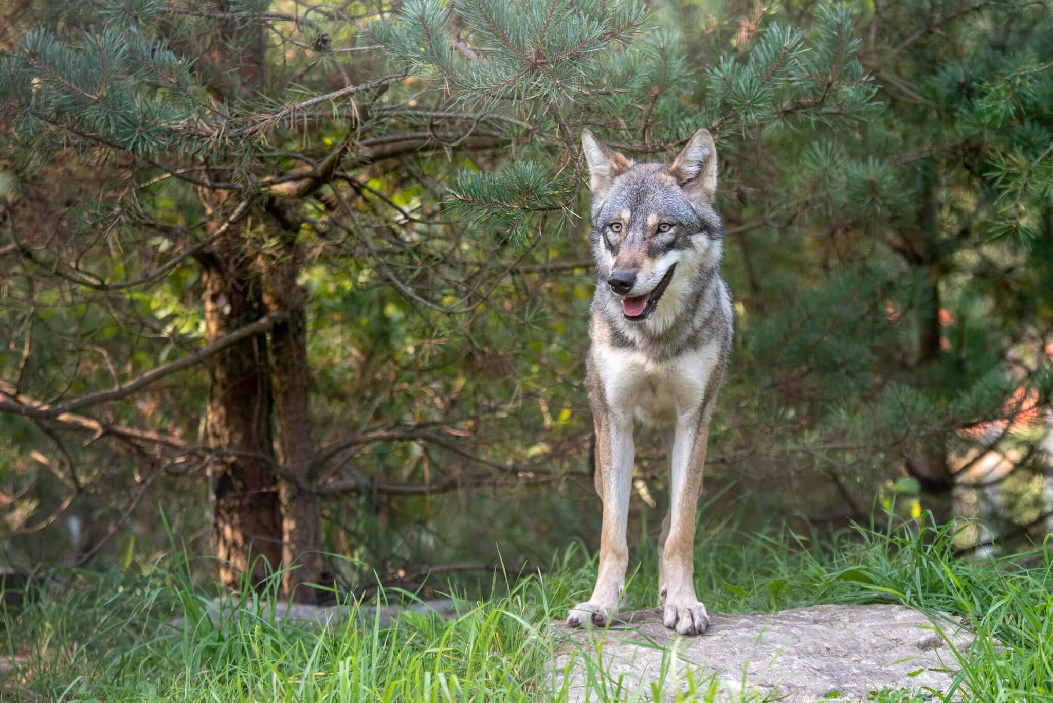 Wolf steht auf einem Stein im Wald