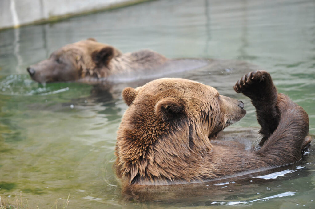 Zwei Bären schwimmen im BärenPark