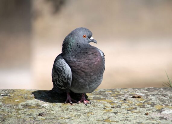 Many urban pigeons transmit diarrhoea bacteria