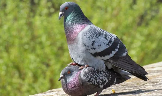 Pigeons mating Pigeons mating