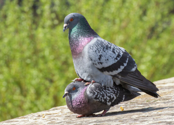 Pigeons mating